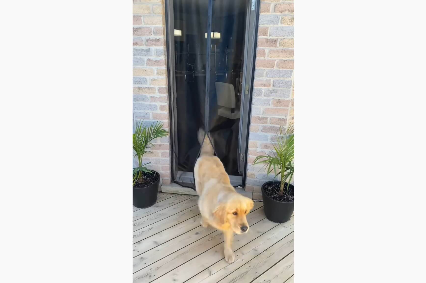 ゴールデンレトリーバー,動画