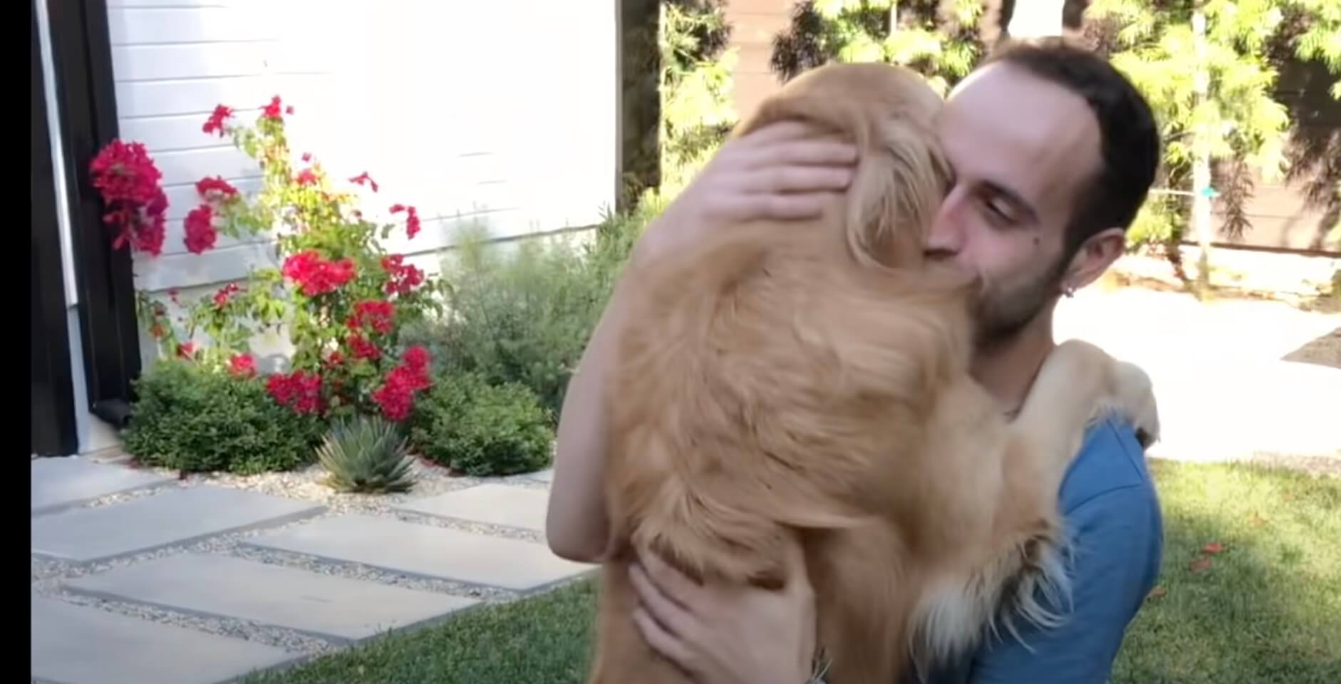 ゴールデンレトリーバー,動画