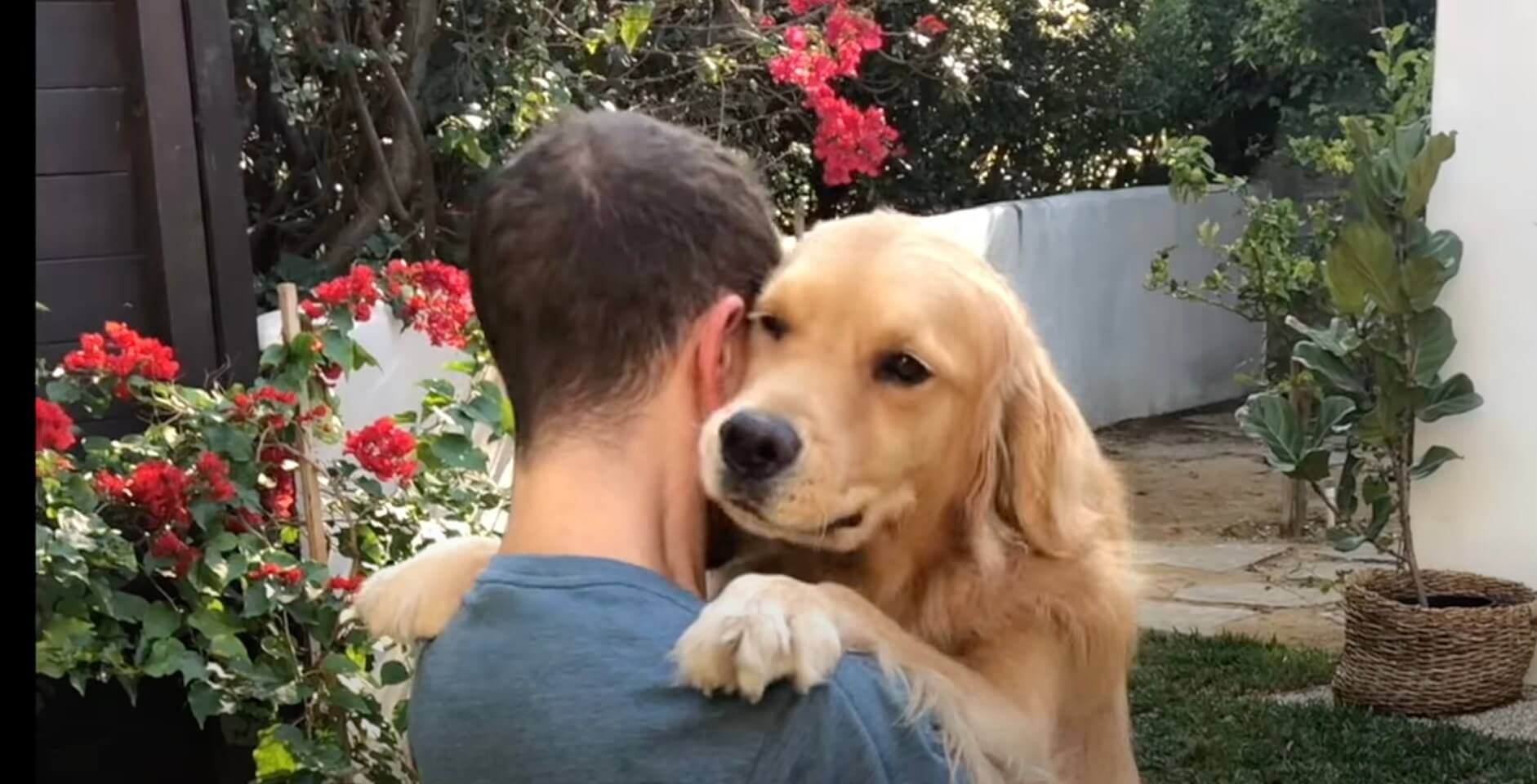 ゴールデンレトリーバー,動画