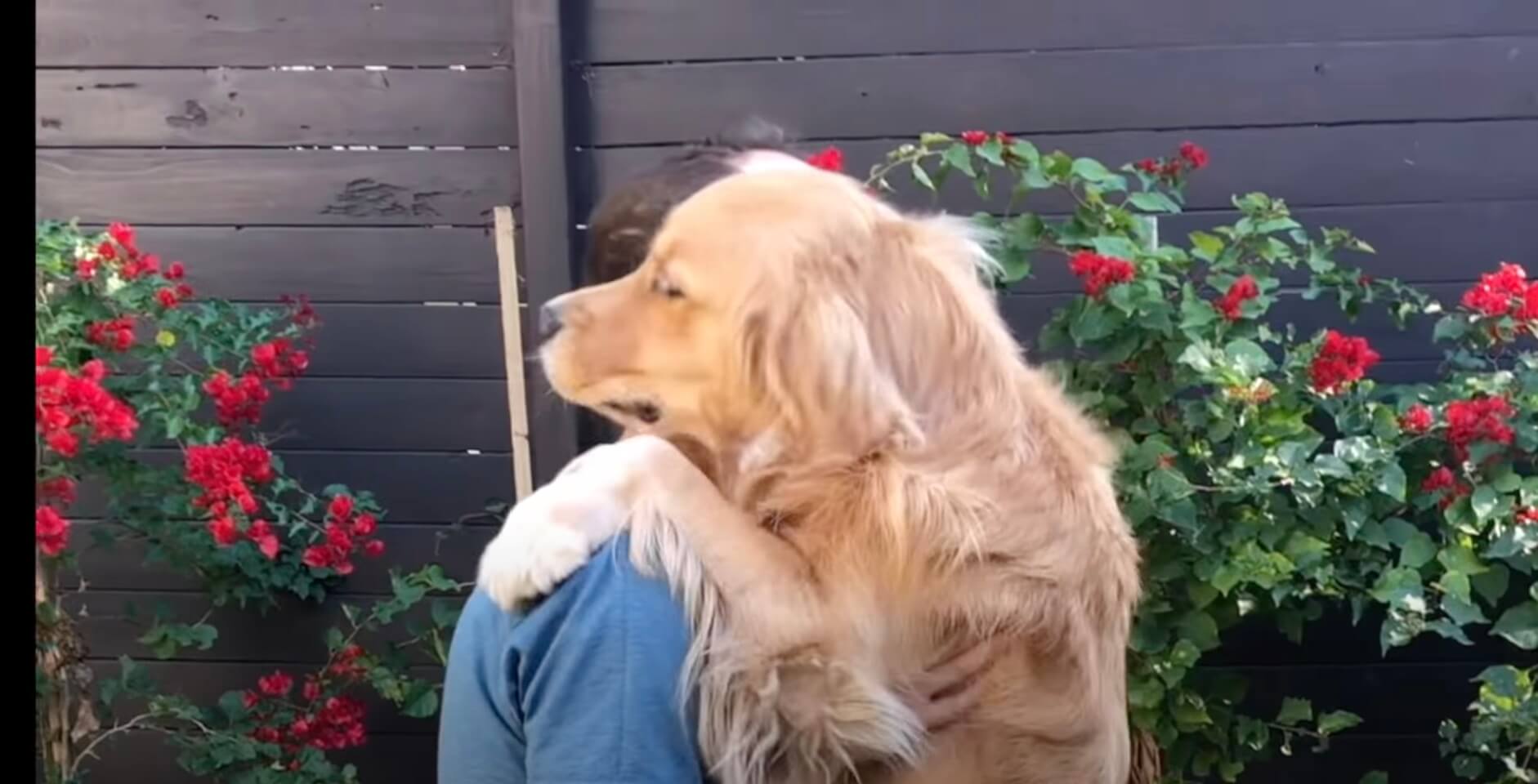 ゴールデンレトリーバー,動画