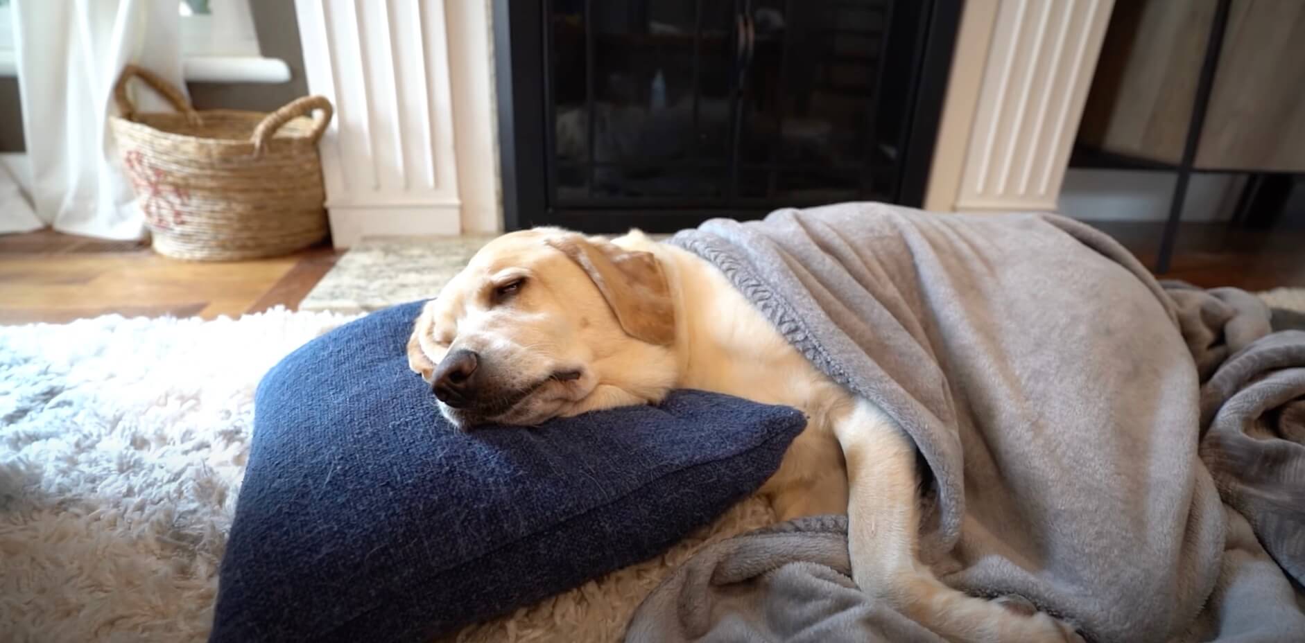 ラブラドールレトリーバー,動画