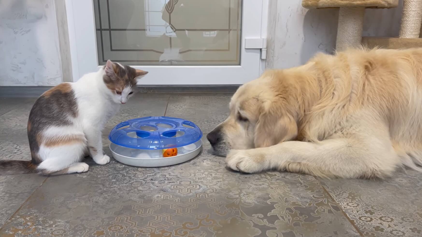 ゴールデンレトリーバー,動画