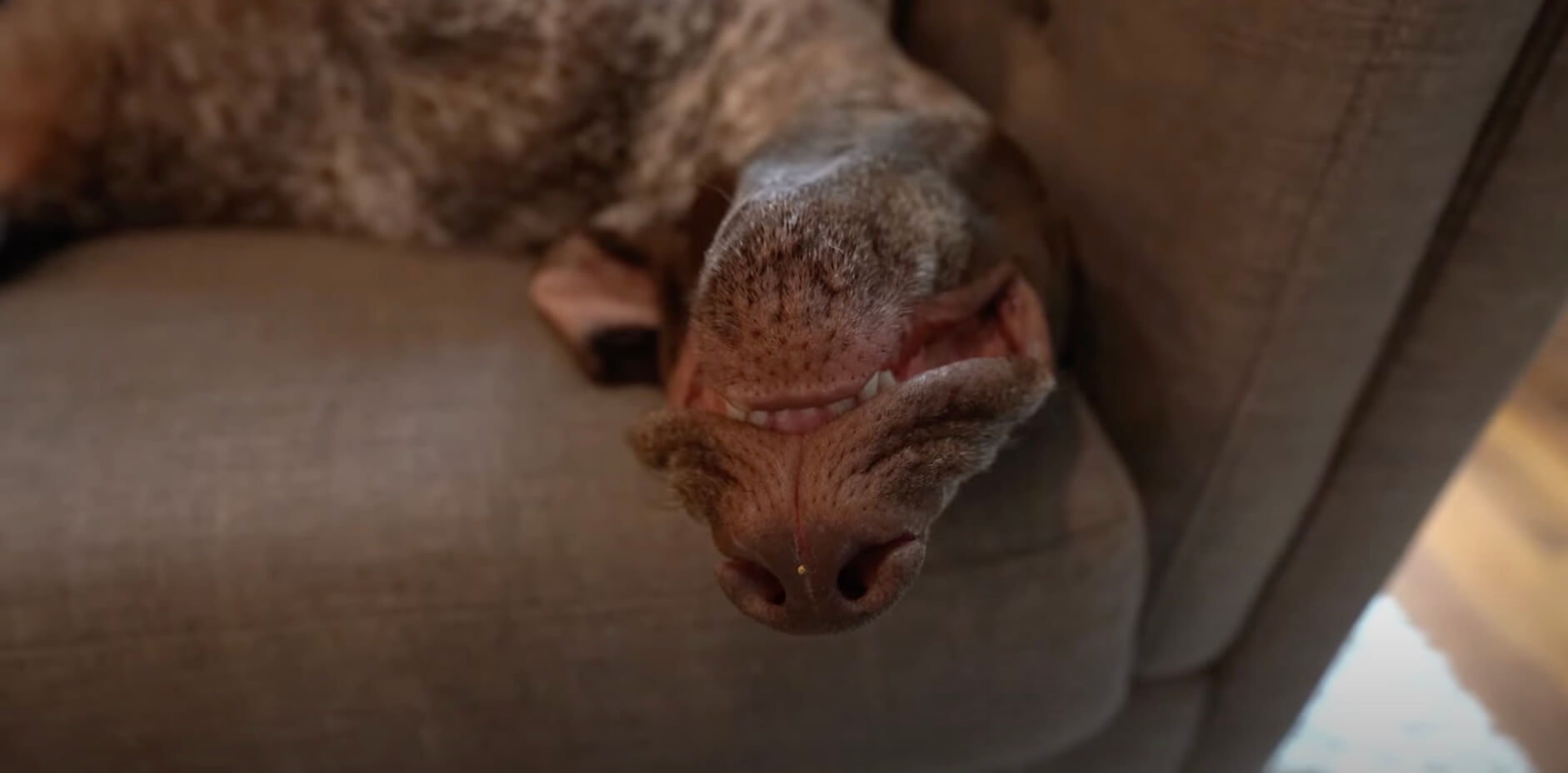 ラブラドールレトリーバー,動画