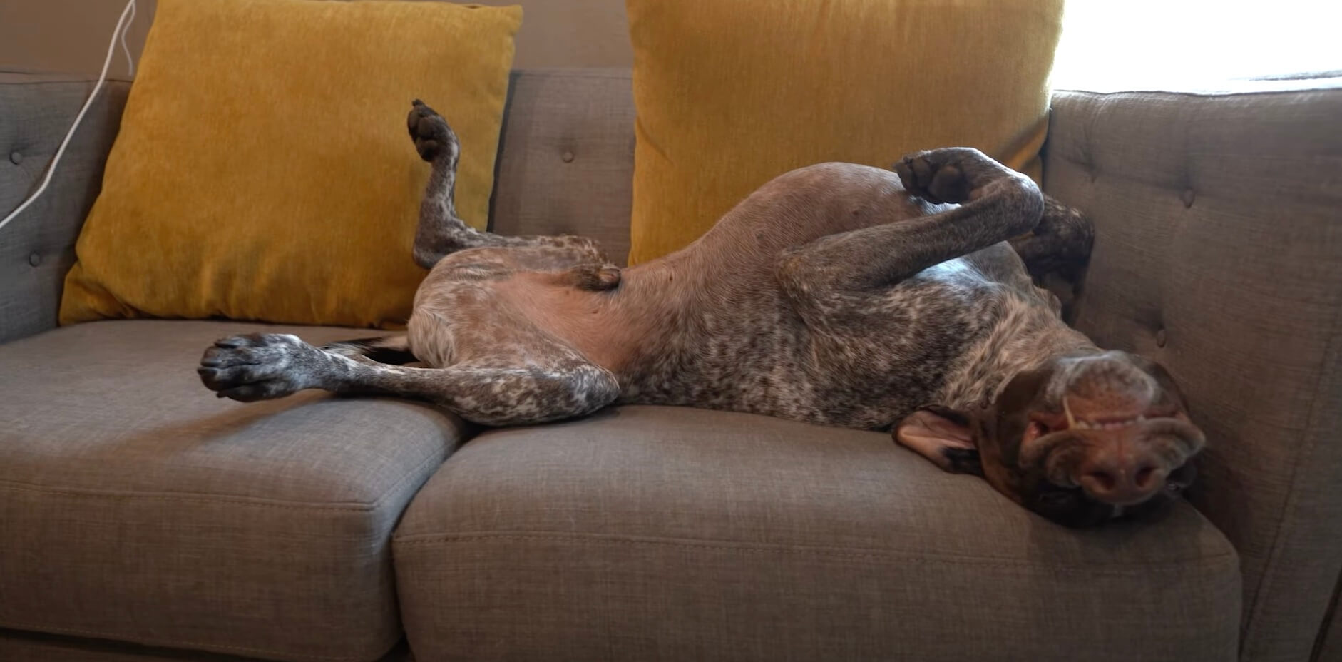 ラブラドールレトリーバー,動画