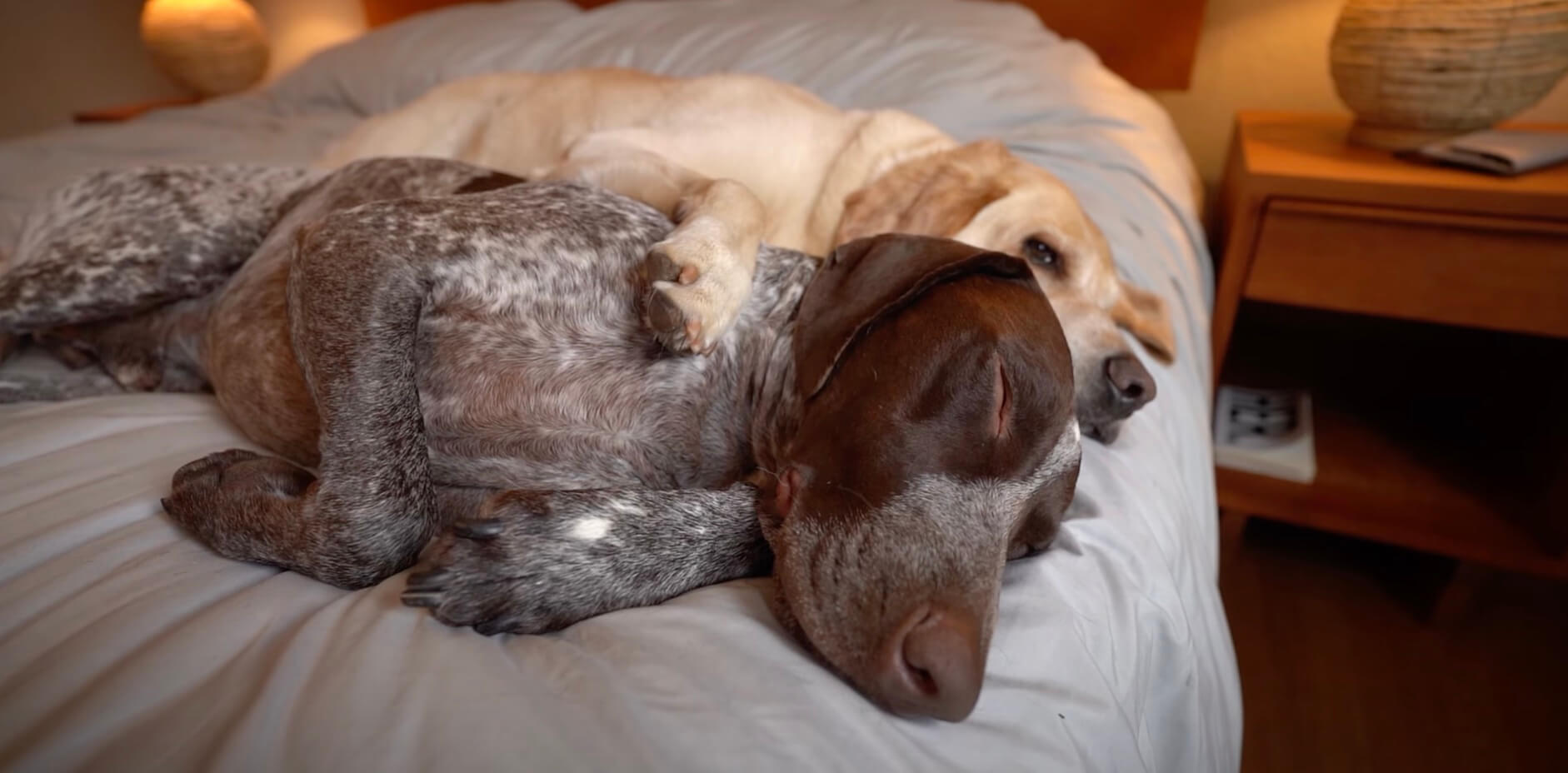 ラブラドールレトリーバー,動画