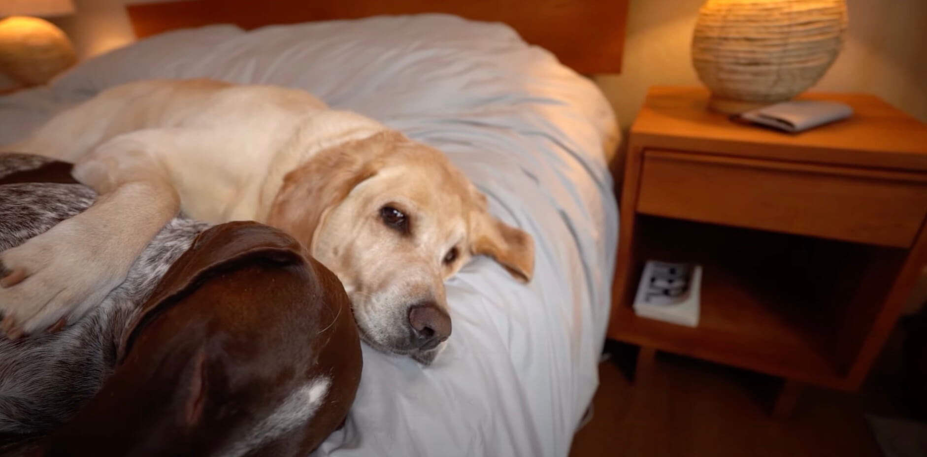 ラブラドールレトリーバー,動画