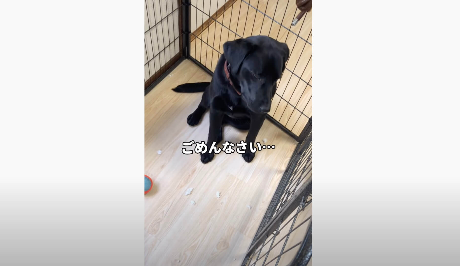 ラブラドールレトリーバー,動画