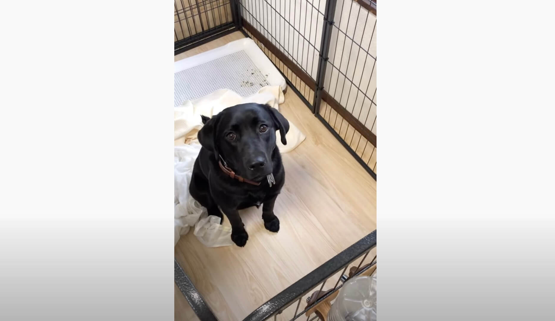 ラブラドールレトリーバー,動画