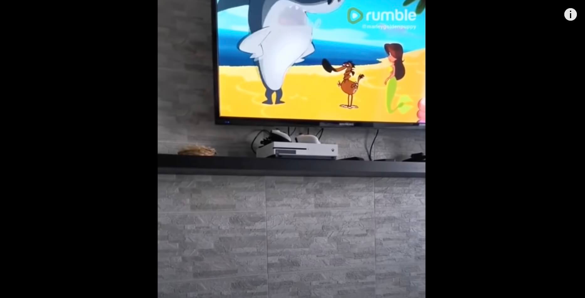 ゴールデンレトリーバー,動画