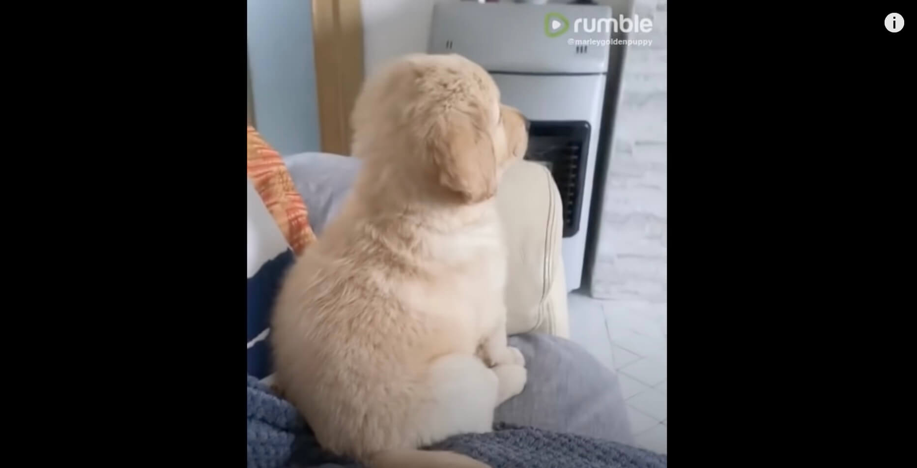 ゴールデンレトリーバー,動画