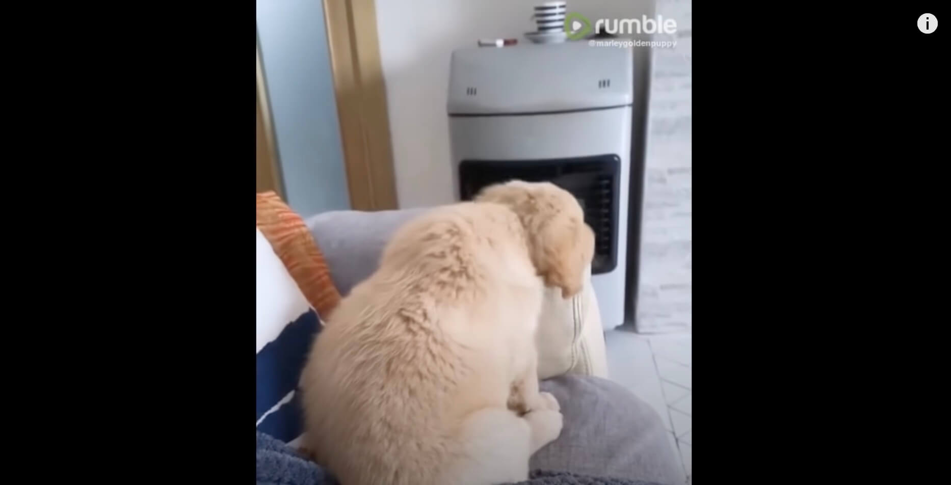 ゴールデンレトリーバー,動画