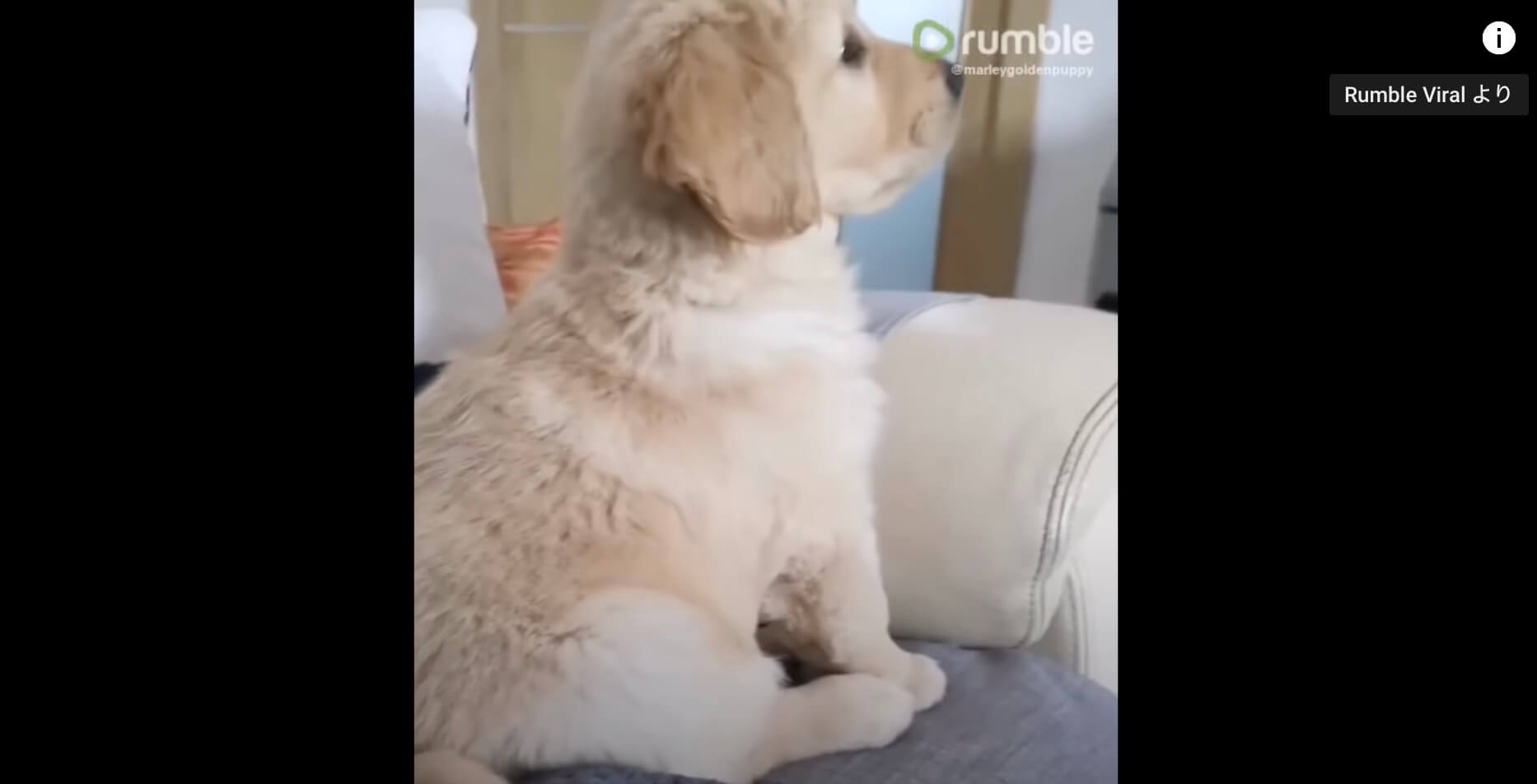 ゴールデンレトリーバー,動画