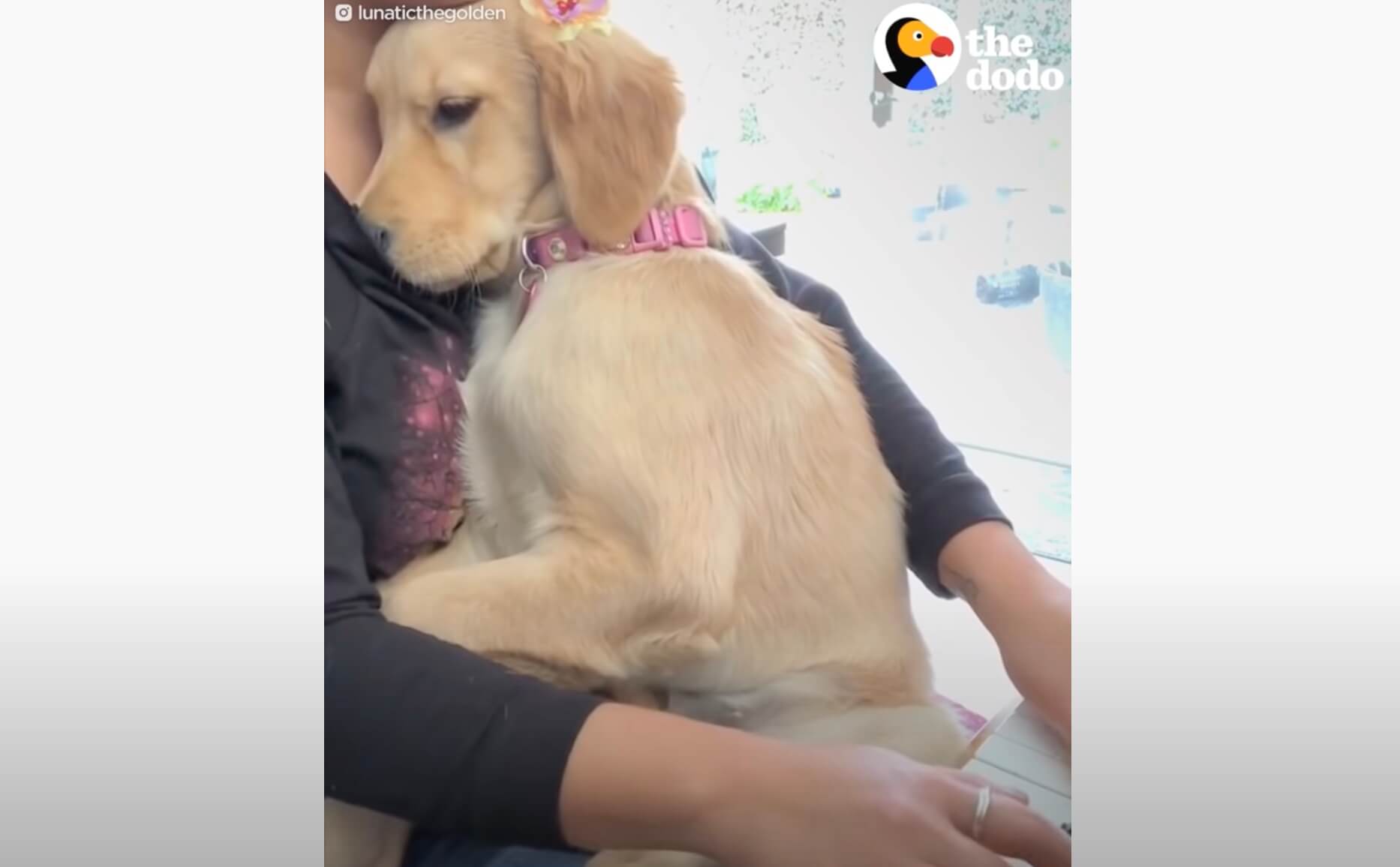 ゴールデンレトリーバー,動画