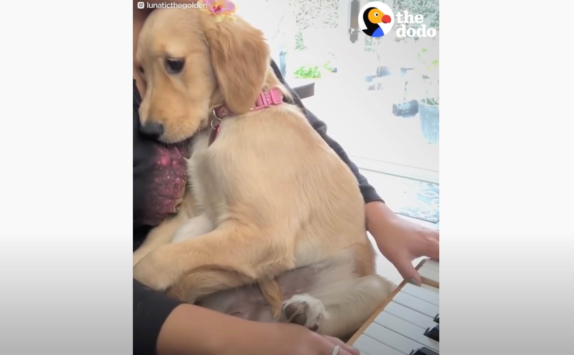 ゴールデンレトリーバー,動画