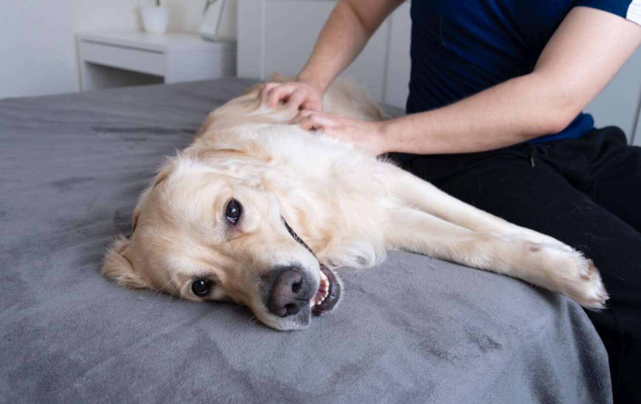 レトリーバーライフ,パナソニック,ジアイーノ