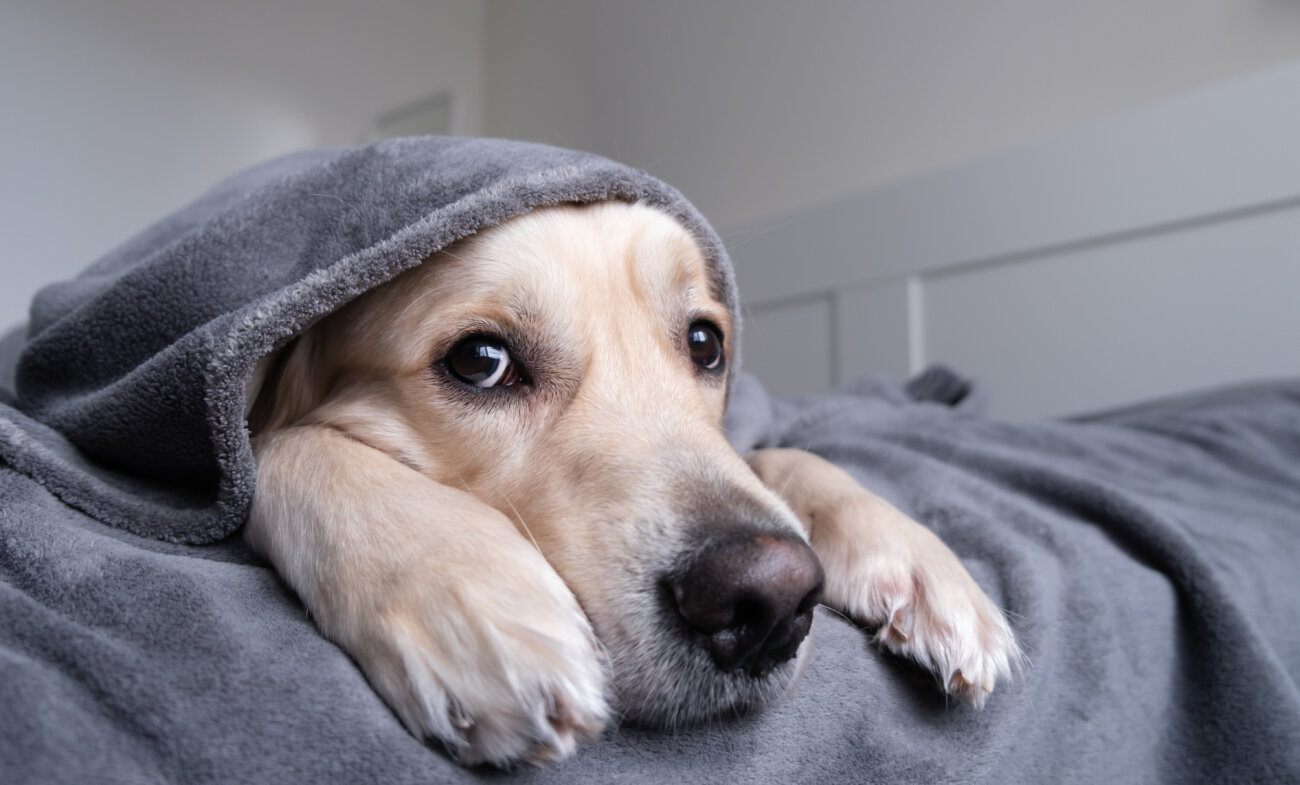 レトリーバーライフ,パナソニック,ジアイーノ