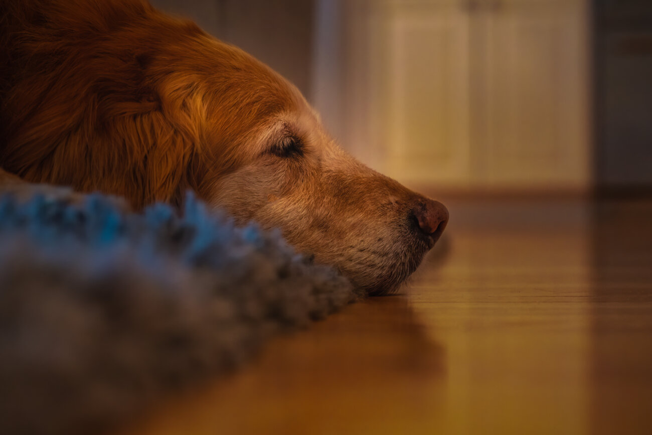 レトリーバー,オリジンフード