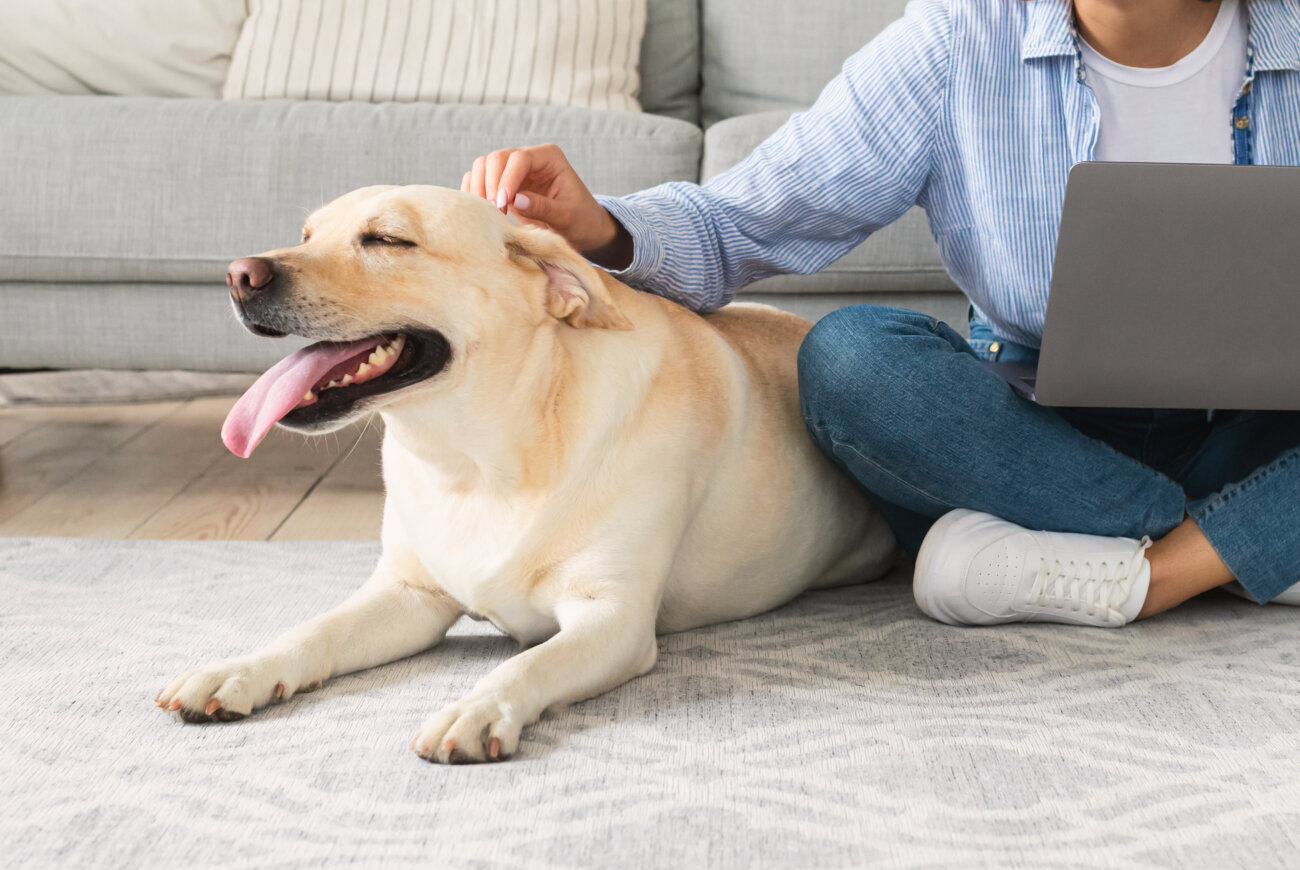 レトリーバー,パナソニック,からまないブラシ,掃除機