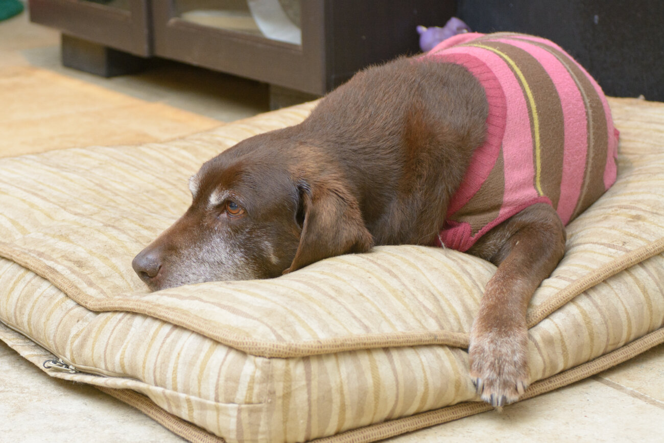 レトリーバー,オリジンフード