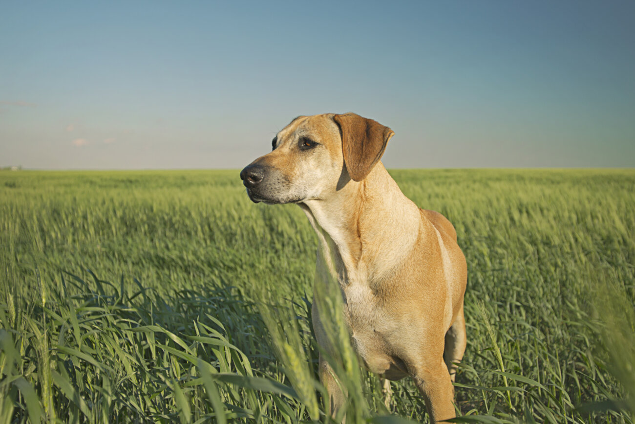 レトリーバー,オリジンフード