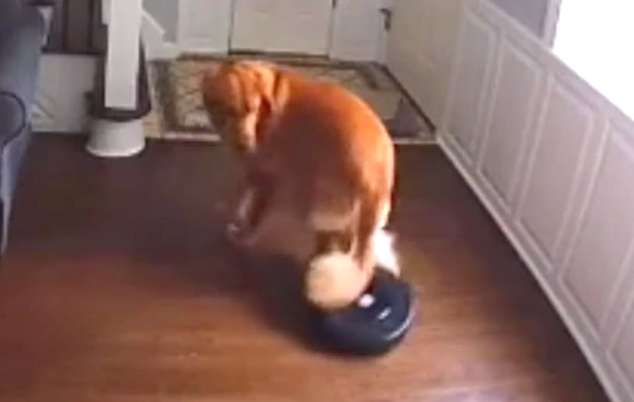 ゴールデンレトリーバー,動画