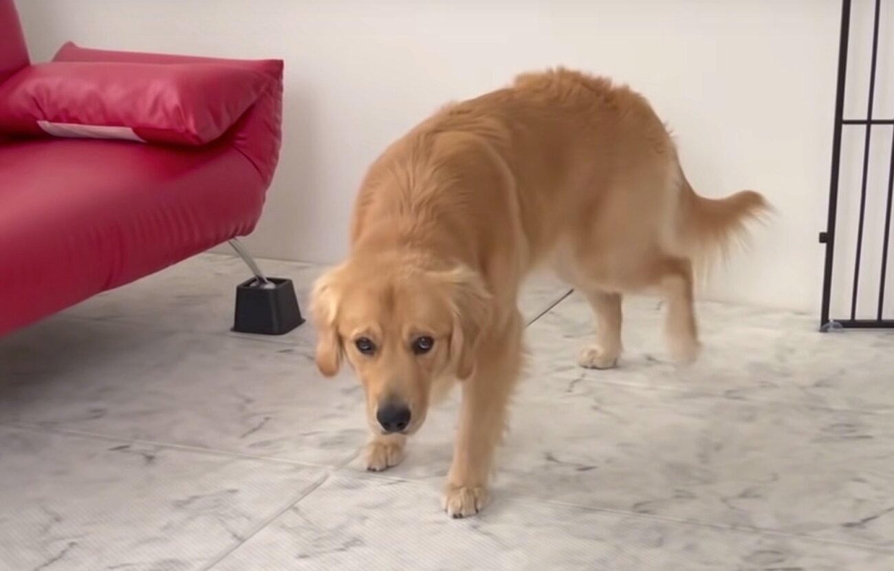 ゴールデンレトリーバー,動画