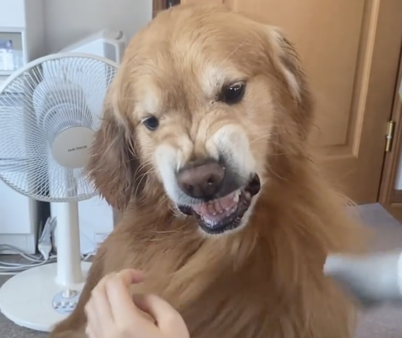 ゴールデンレトリーバー,動画