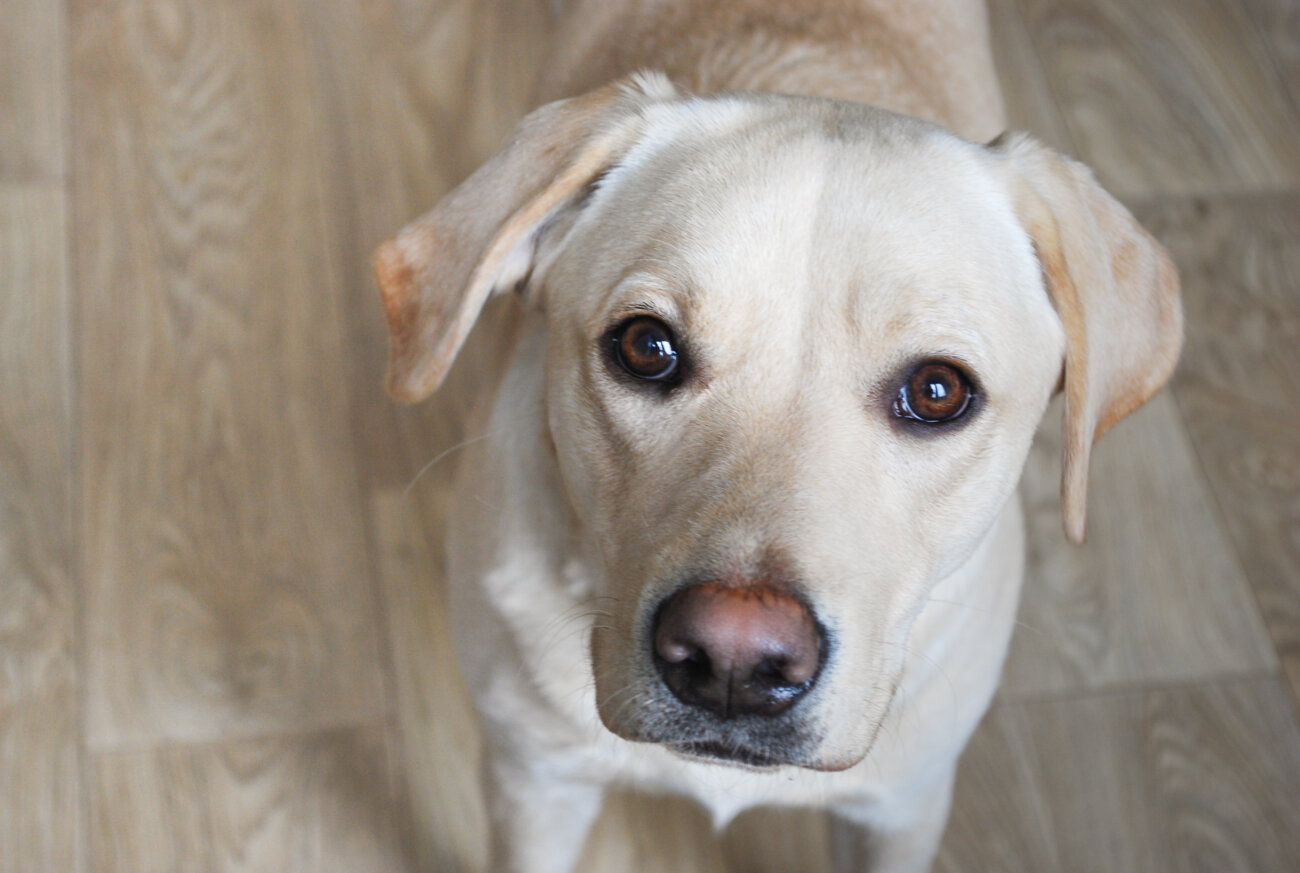 レトリーバーライフ,パナソニック,ジアイーノ