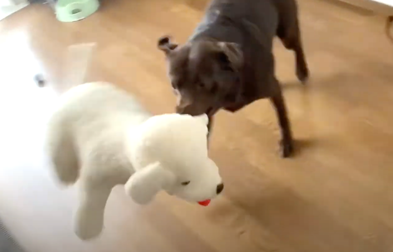 ラブラドール,動画