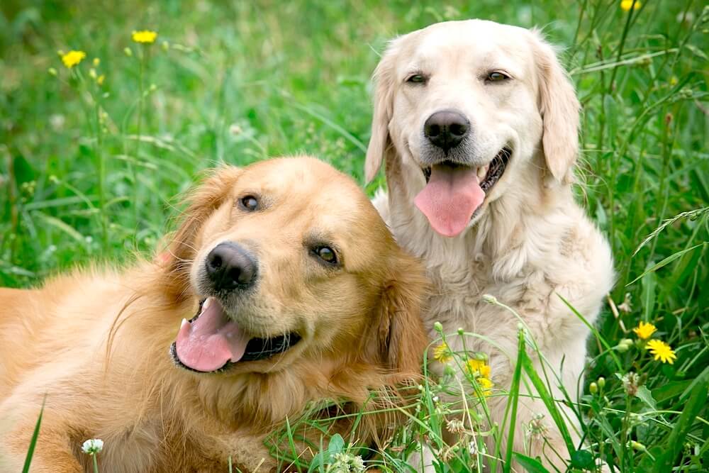 レトリーバー,しつけ,トレーニング