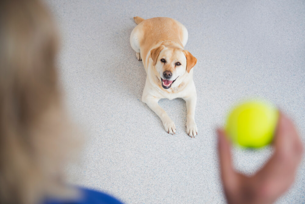 レトリーバー,しつけ,トレーニング