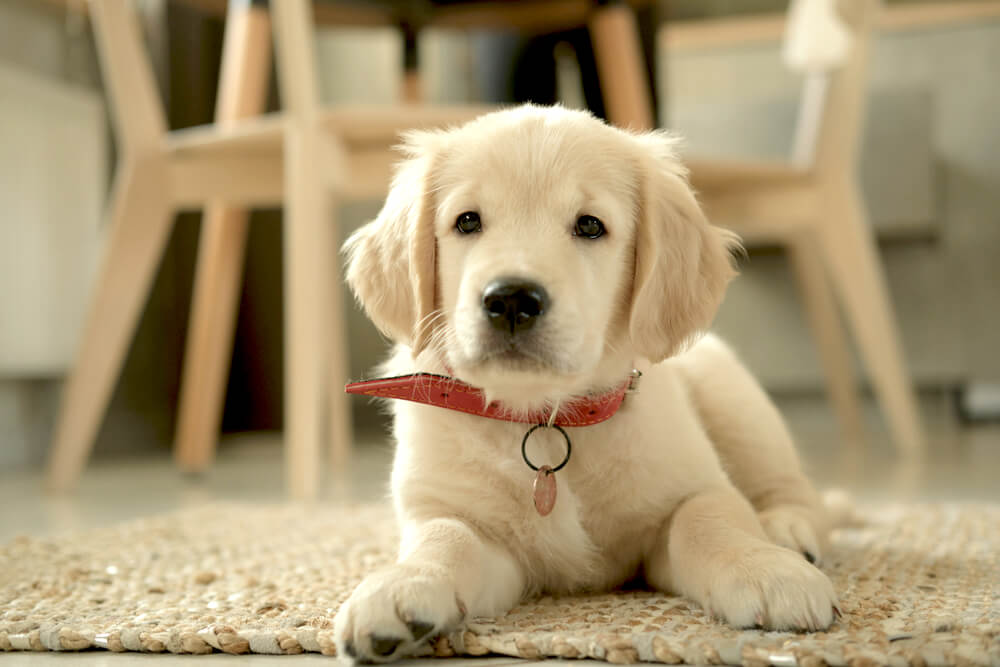 レトリーバー,しつけ,トレーニング