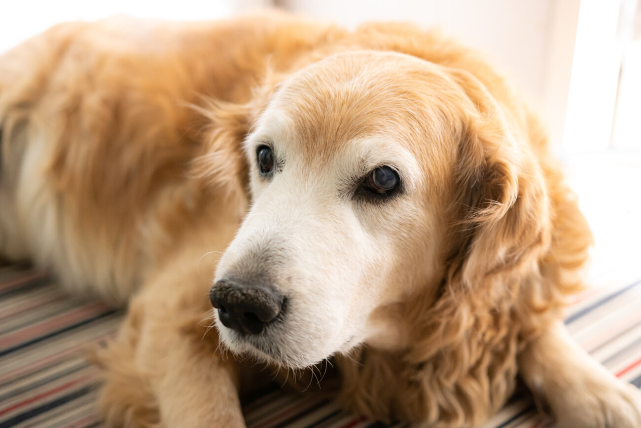 レトリーバー,オリジンフード