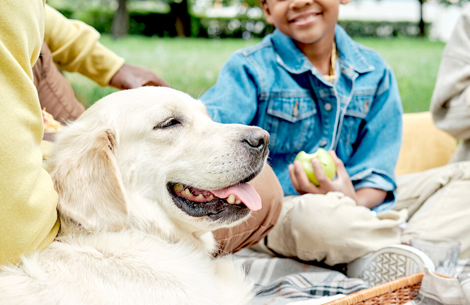 レトリーバー,しつけ,トレーニング