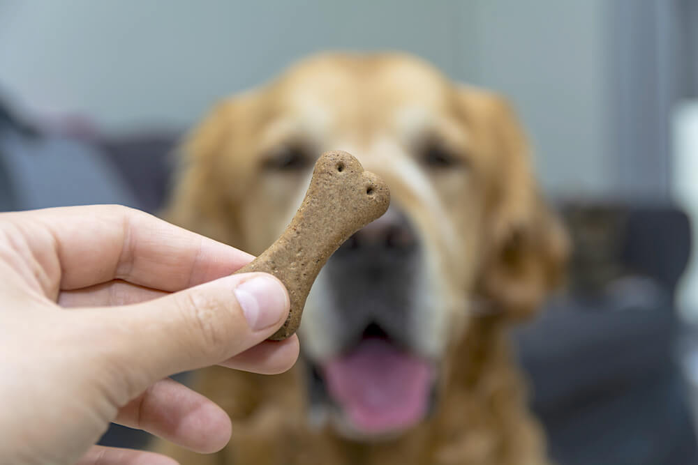 レトリーバー,しつけ,トレーニング