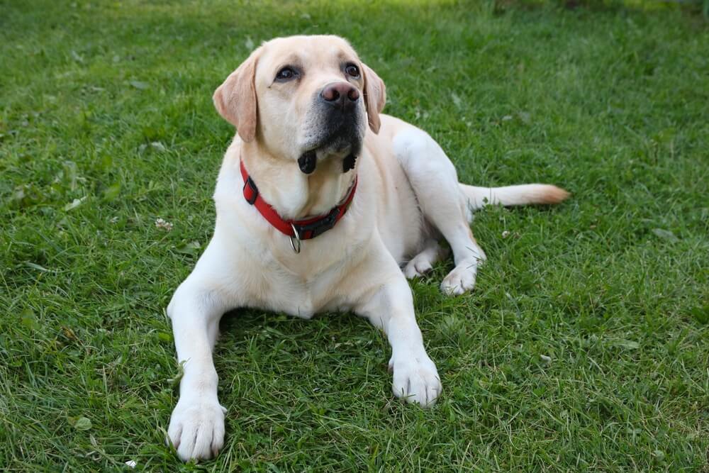 レトリーバー,しつけ,トレーニング