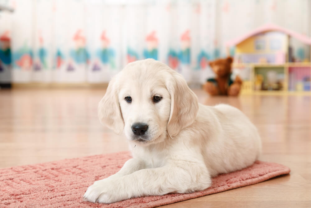 レトリーバー,しつけ,トレーニング