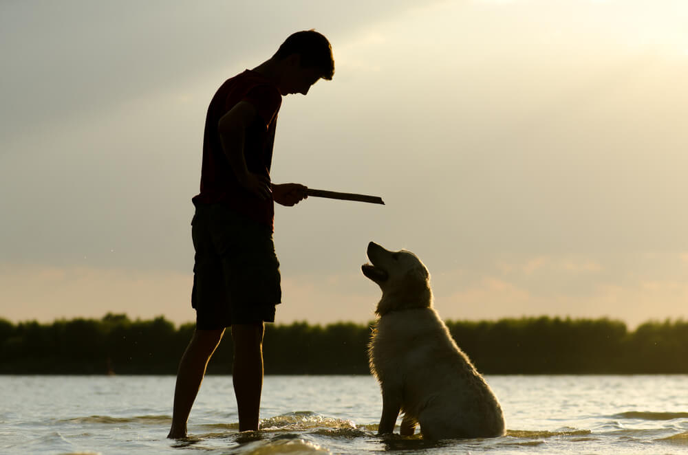 レトリーバー,しつけ,トレーニング