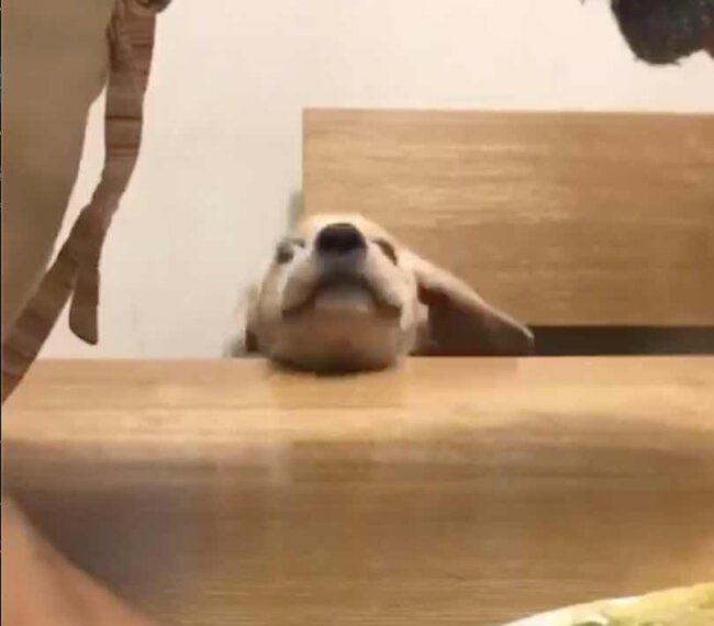 ラブラドールレトリーバー,動画