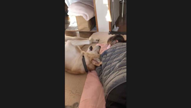 ラブラドールレトリーバー,動画