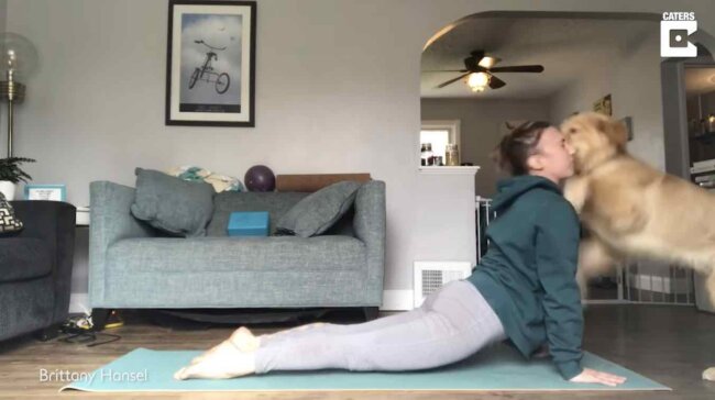 ゴールデンレトリーバー,動画