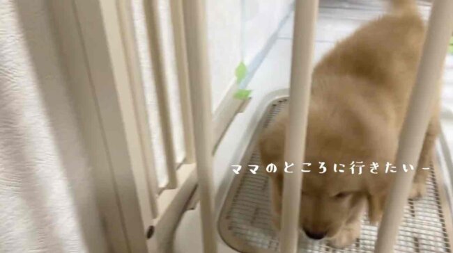 ゴールデンレトリーバー,動画