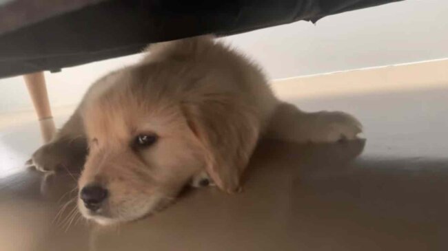 ゴールデンレトリーバー,動画