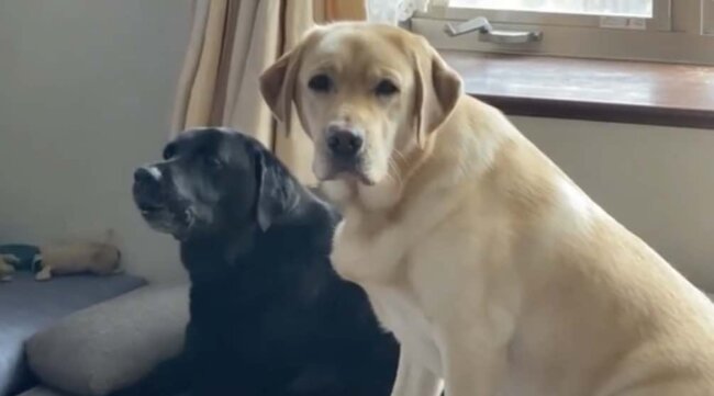 ラブラドールレトリーバー,動画