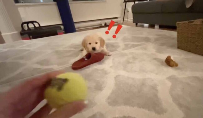 ゴールデンレトリーバー,動画