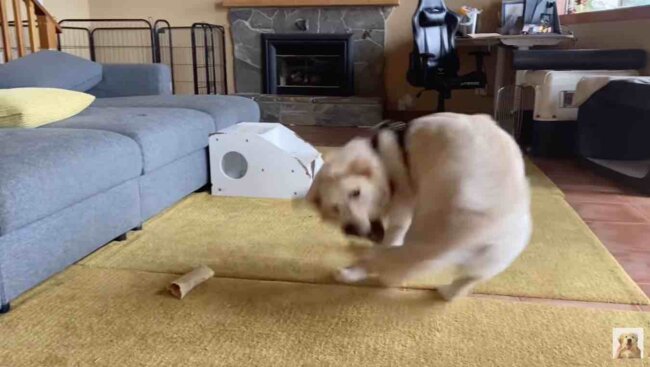 ゴールデンレトリーバー,動画