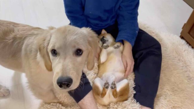 ゴールデンレトリーバー,動画