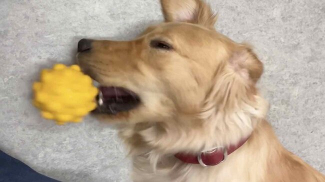 ゴールデンレトリーバー,動画