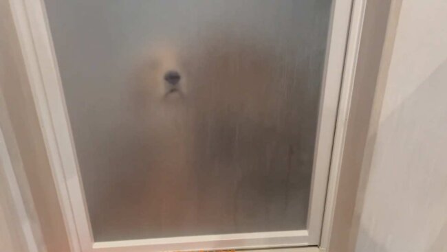 ゴールデンレトリーバー,動画