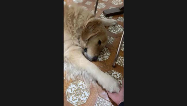 ゴールデンレトリーバー,動画